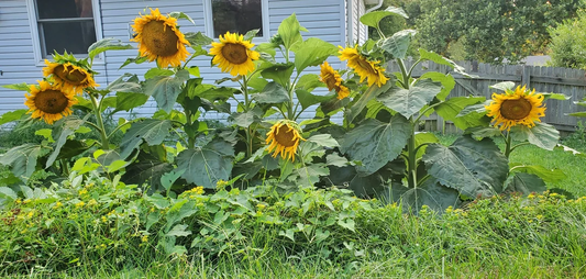 How to Grow Sunflowers from Seeds