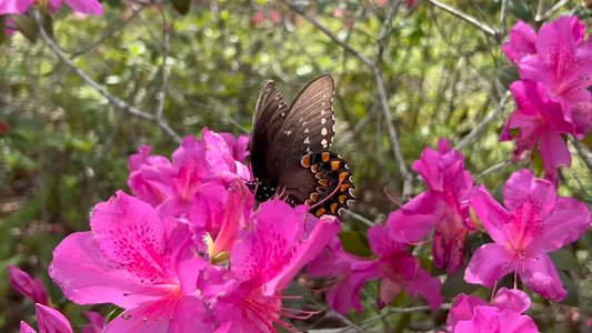 How to Grow a Butterfly Garden