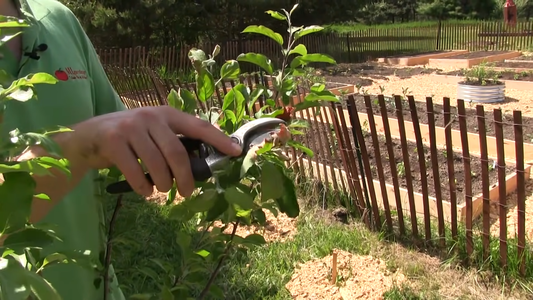 How to Prune Fruit Trees