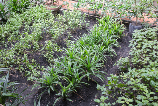 10 Key Insights into Pandanus amaryllifolius: Answers to Your Most Common Questions!