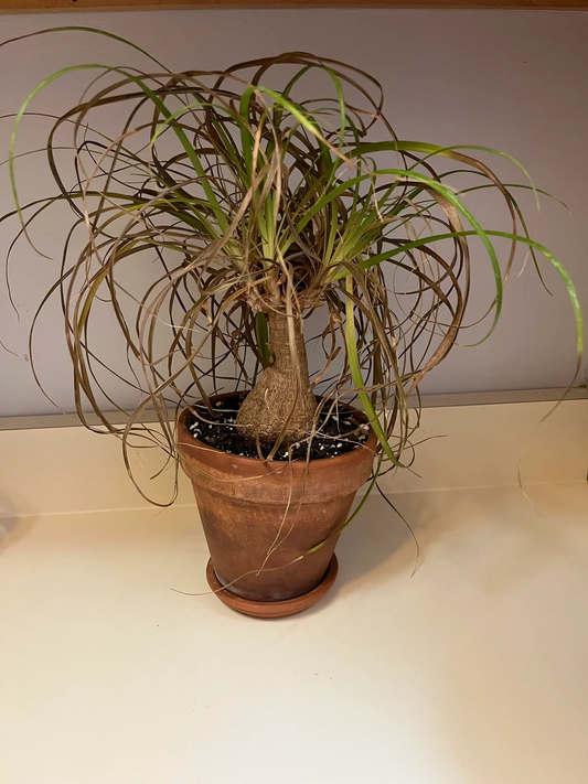 Indoor Plant Care Mistakes to Avoid
