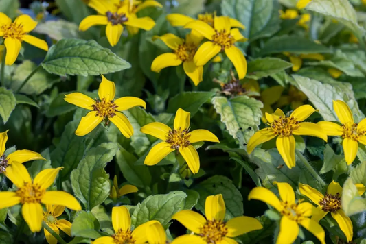 Fast-Growing Plants for Quick Cover