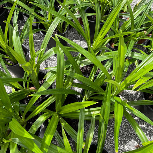 Pandanus amaryllifolius