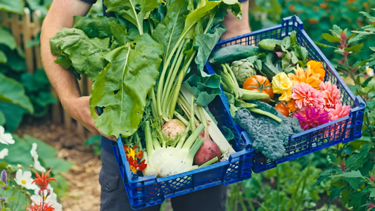 Seasonal Plants for Year-Round Gardens