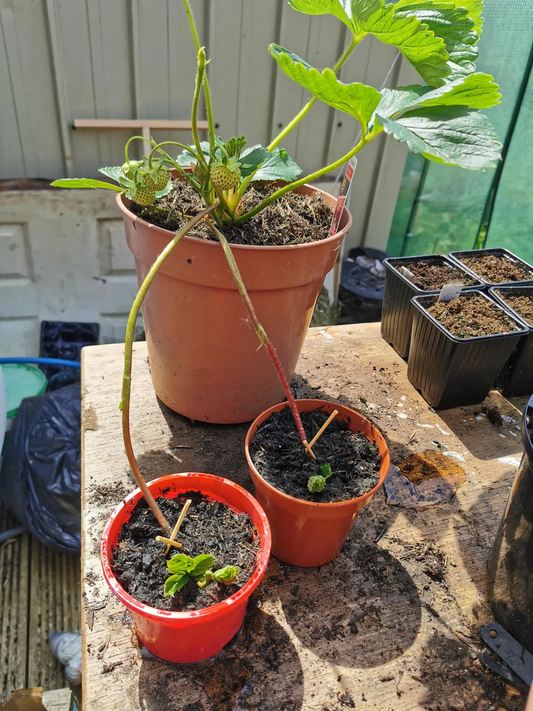 How to Grow Strawberries from Runners
