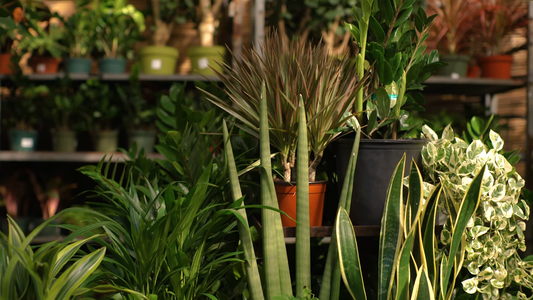 Best Indoor Plants for Offices