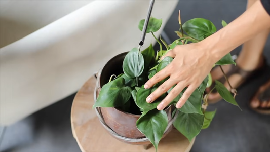Plant Care Tips for Beginners