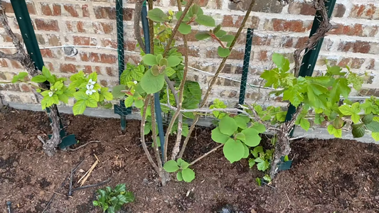 How to Care for a Kiwi Plant