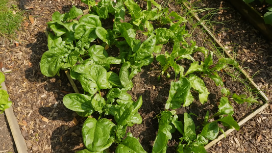 Common Gardening Mistakes to Avoid