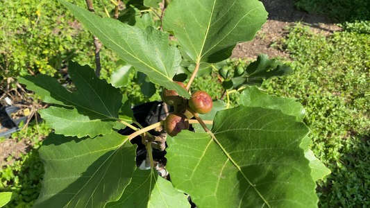 How to Grow Fruit Trees in Pots