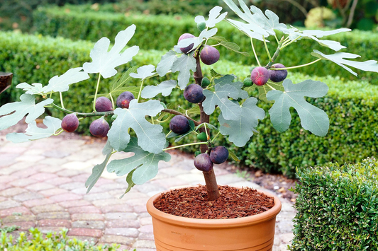 Brown Turkey Fig Tree Overview