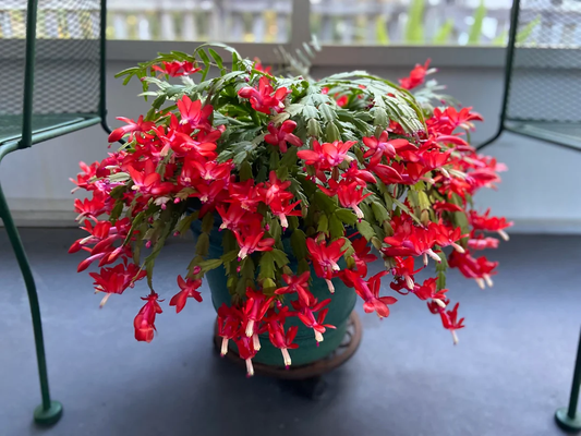 How to Care for Christmas Cactus