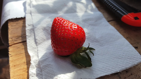 How to Grow Strawberries from Seeds