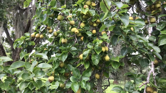 How to Grow a Pear Tree