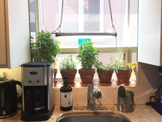 How to Grow Herbs in the Kitchen