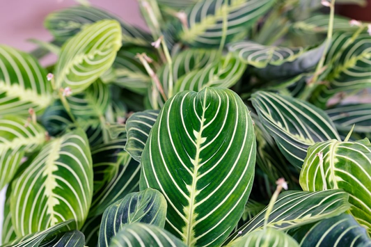 Lemon Lime Maranta vs. Other Varieties