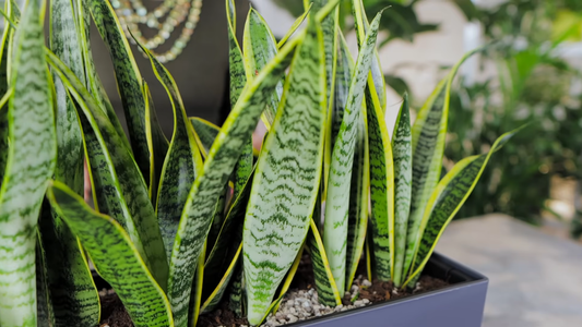 Top 10 Indoor Plants for Beginners