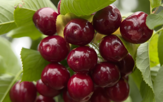 Cherry Tree Care Tips