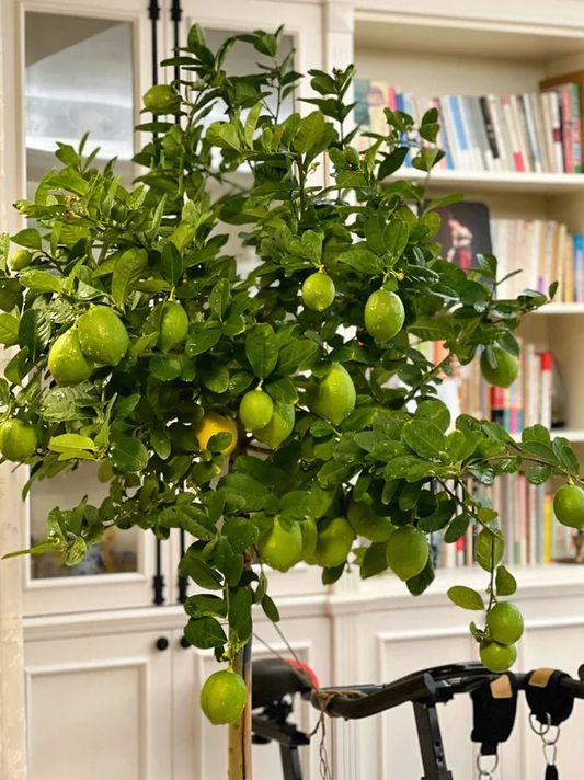How to Grow Fruit Indoors