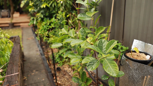 How to Grow Tropical Fruits in Temperate Zones