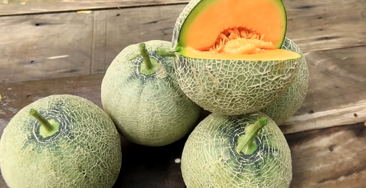 How to Grow Cantaloupe at Home