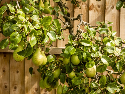 Best Fruit Trees for Small Backyards to Plant
