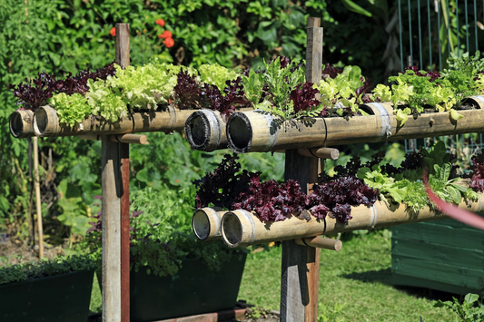 How to start a herb garden