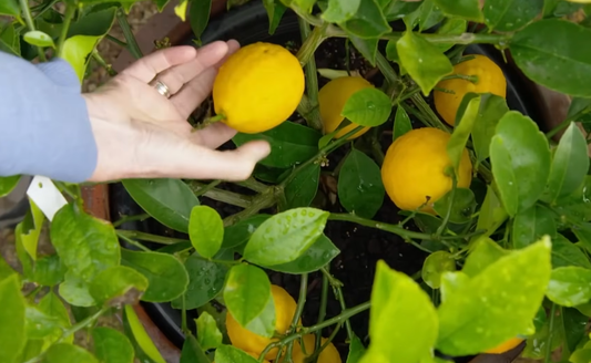 Dwarf Fruit Trees for Small Spaces