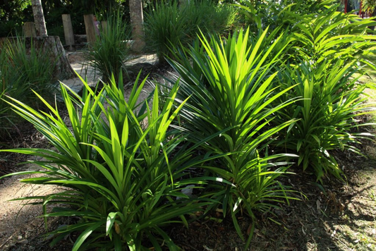 Green Goddess of Southeast Asian Kitchens: Unveiling Pandanus amaryllifolius