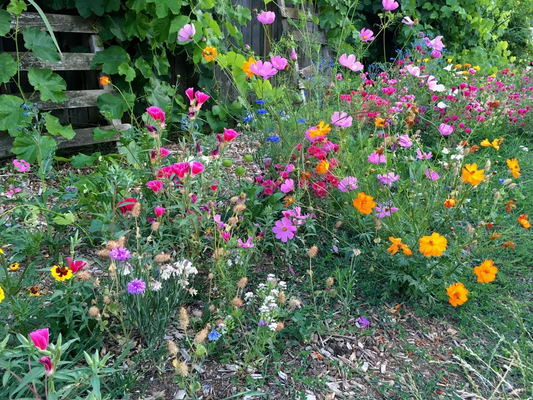 Buy Native Seeds for Local Gardens