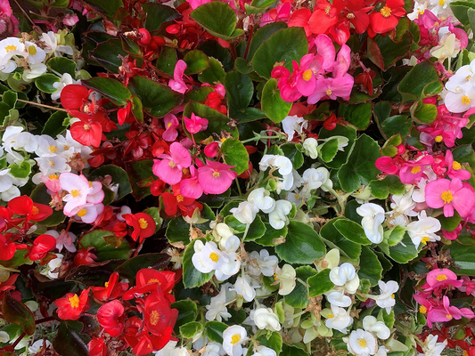 Tired of Weak Plants? Discover Garden Ready Bedding Plants That Thrive in Any Condition!