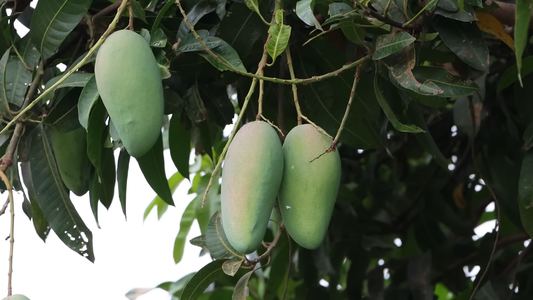 How to Care for a Mango Tree