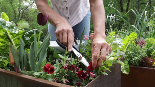 Edible Flowers for Home Gardens