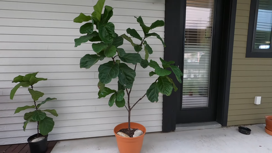 How to Grow Indoor Tropical Plants