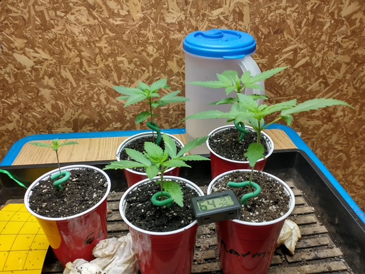 Best Practices for Transplanting Seedlings