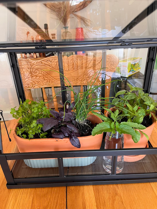 How to Grow Herbs in a Garden