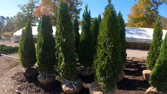 Plants for Privacy Screens