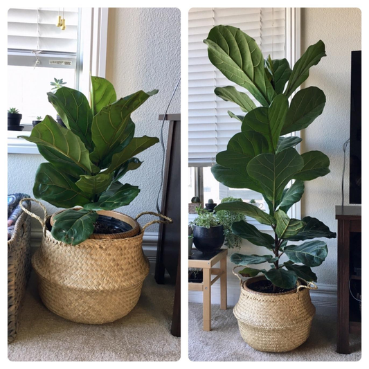 How to Care for a Fiddle Leaf Fig Indoors