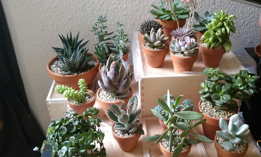 How To Care For Indoor Succulents