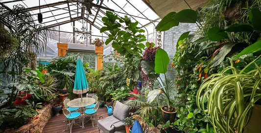 Indoor Gardening Tips for Beginners