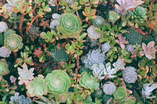 How to plant succulents