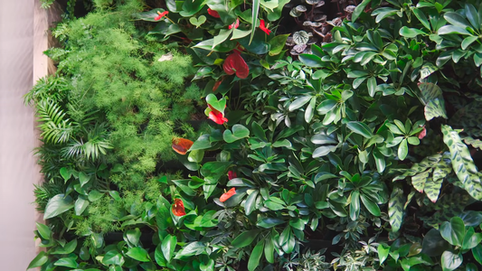 How to Grow a Vertical Garden