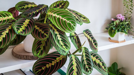 Lemon Lime Maranta Care