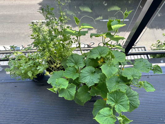Buy Seeds for Container Gardening