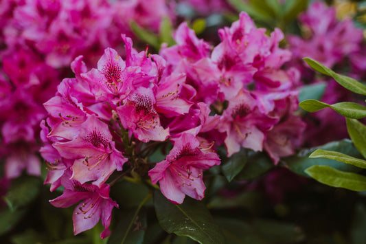 Transform Your Home and Garden: A Guide to House, Patio, Fruit, and Flowering Trees