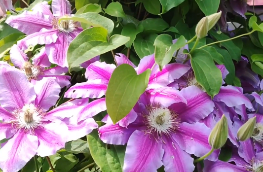 Best Climbing Plants for Trellises