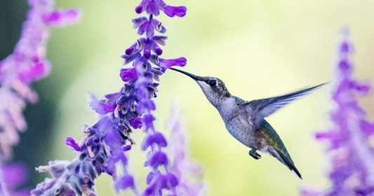 Best Plants for Attracting Pollinators