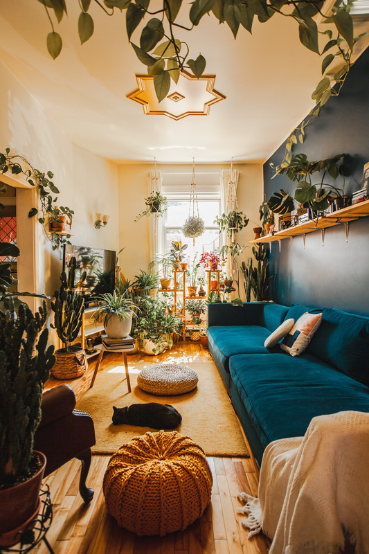 houseplant soil requirements