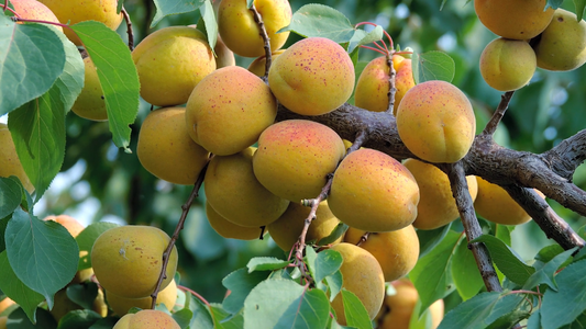 Best Apricot Tree Varieties