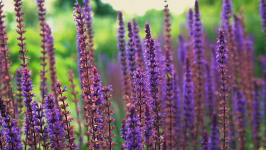 Best Plants for Dry Climates